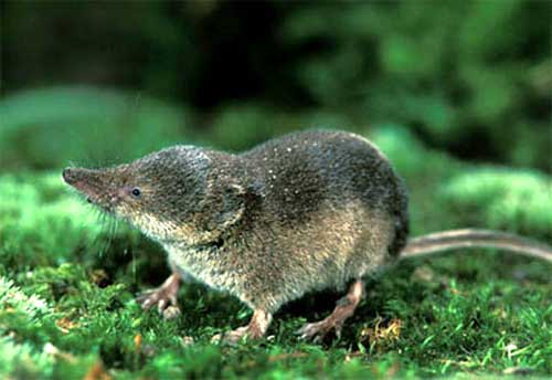 How to deal with a shrew in the garden in effective ways