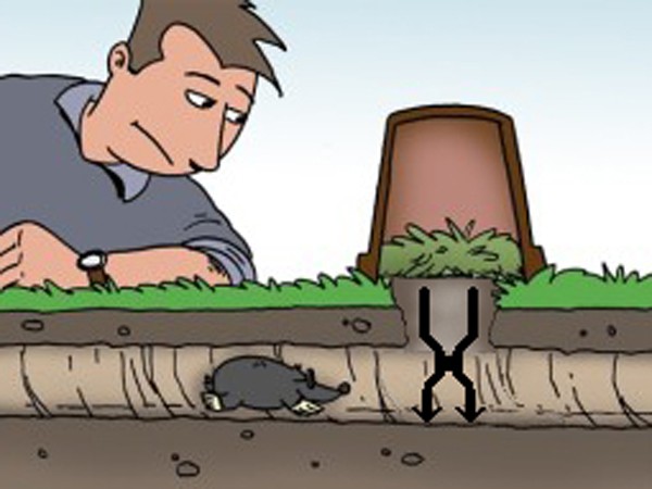 How to deal with a shrew in the garden in effective ways