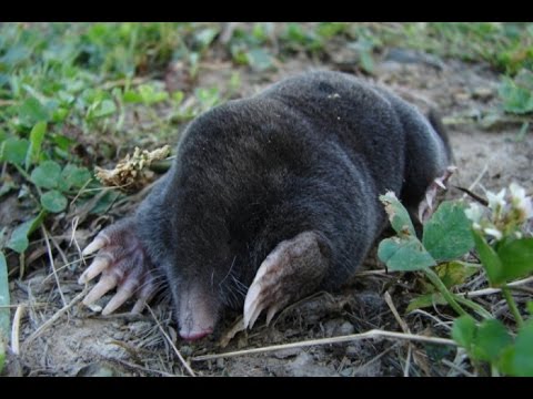 How to deal with a shrew in the garden in effective ways