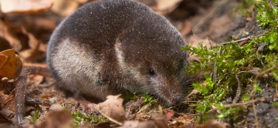 How to deal with a shrew in the garden in effective ways