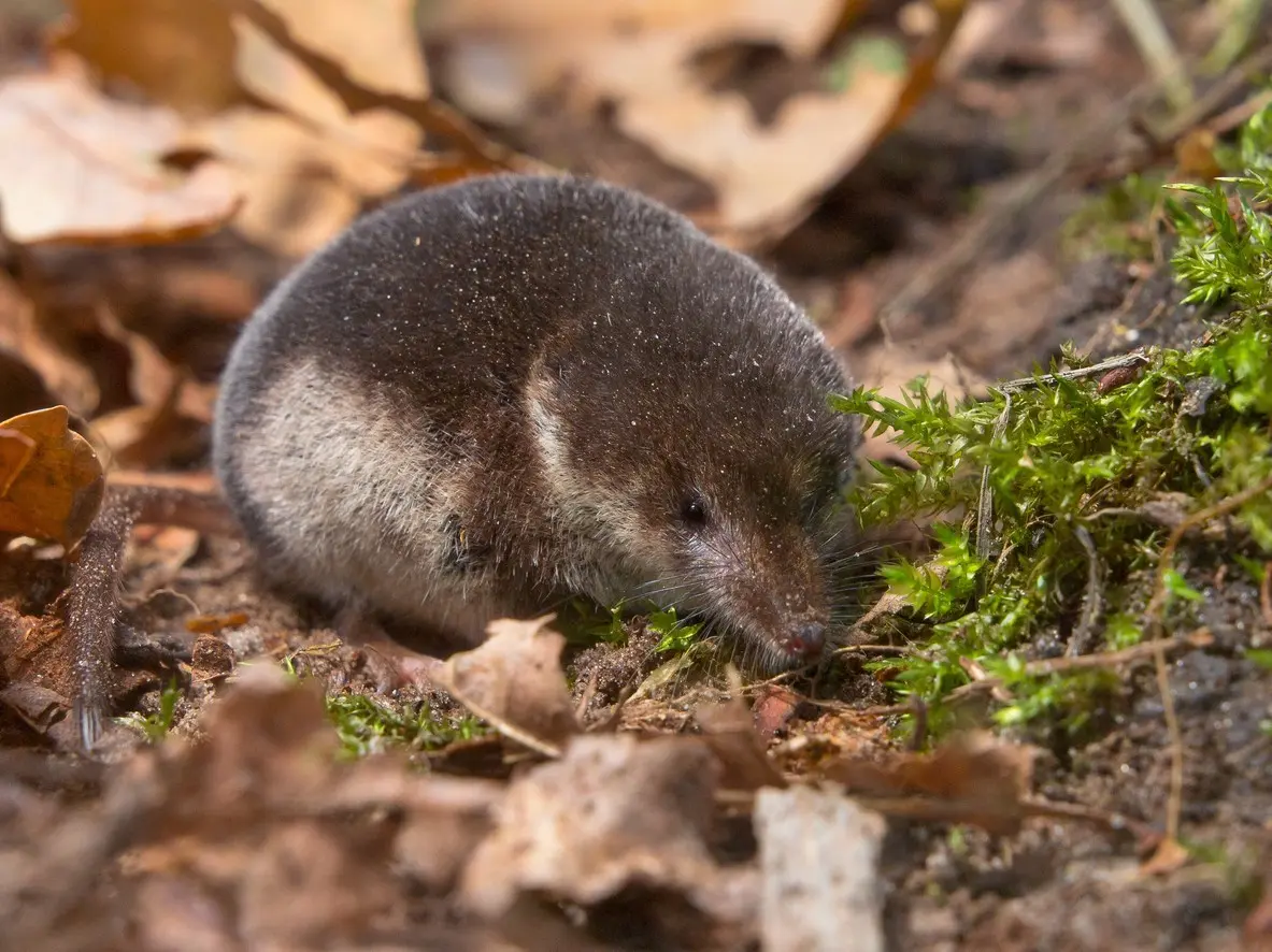 How to deal with a shrew in the garden in effective ways