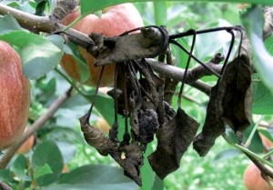 How to deal with apple fruit rot