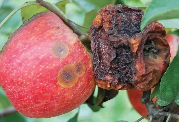 How to deal with apple fruit rot