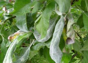 How to deal with apple powdery mildew