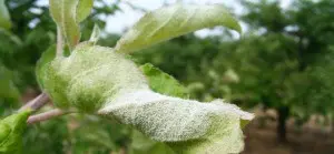 How to deal with apple powdery mildew