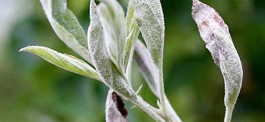 How to deal with apple powdery mildew