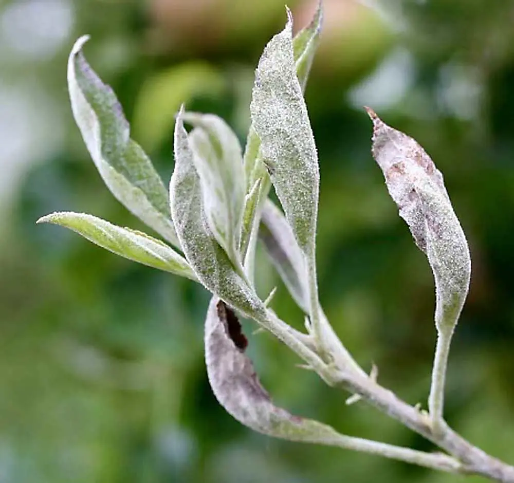 How to deal with apple powdery mildew