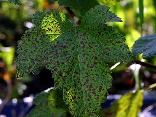 How to deal with blackcurrant septoria