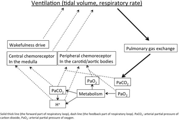 How to deal with dyspnea in pregnancy?