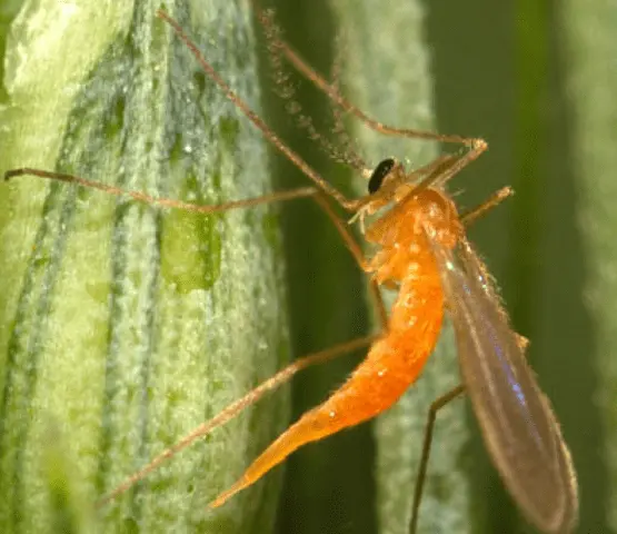 How to deal with gall midge on raspberries in spring and autumn