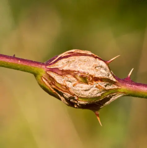 How to deal with gall midge on raspberries in spring and autumn