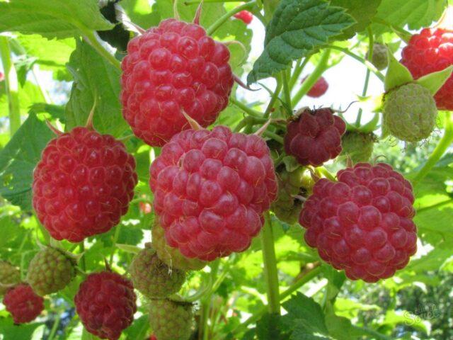 How to deal with gall midge on raspberries in spring and autumn