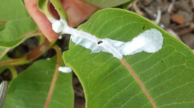 How to deal with milkweed in the garden