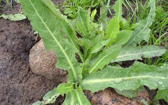 How to deal with milkweed in the garden