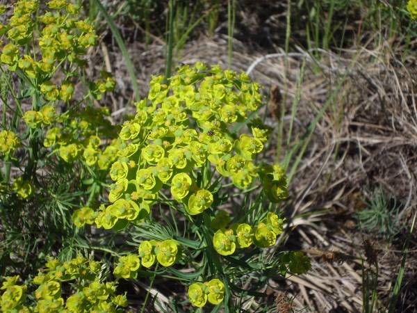 How to deal with milkweed in the garden