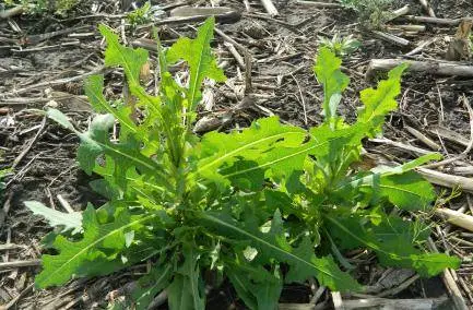 How to deal with milkweed in the garden