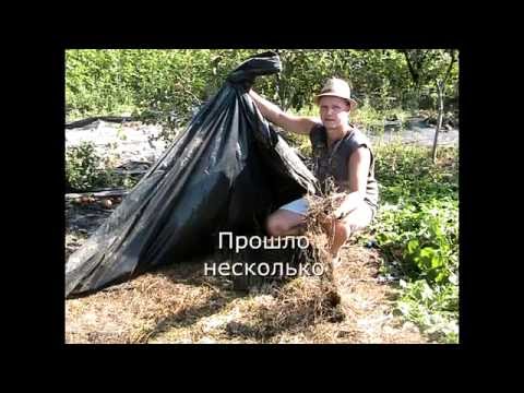 How to deal with milkweed in the garden