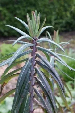 How to deal with milkweed in the garden