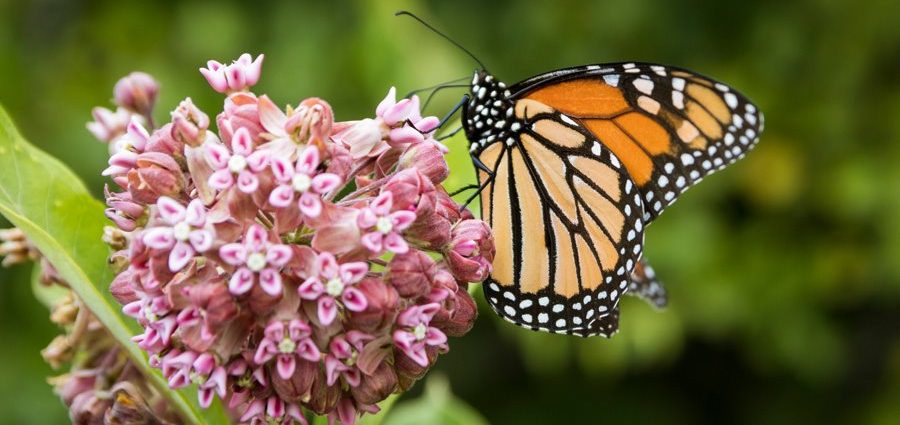 How to deal with milkweed in the garden