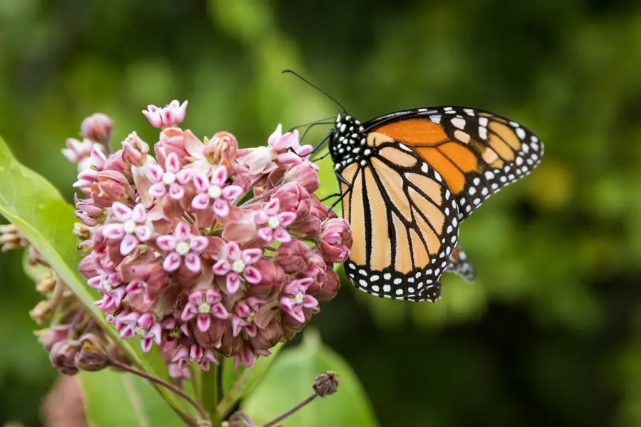 How to deal with milkweed in the garden