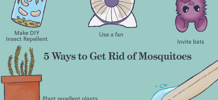 How to deal with mosquitoes? Tips and home remedies for mosquitoes