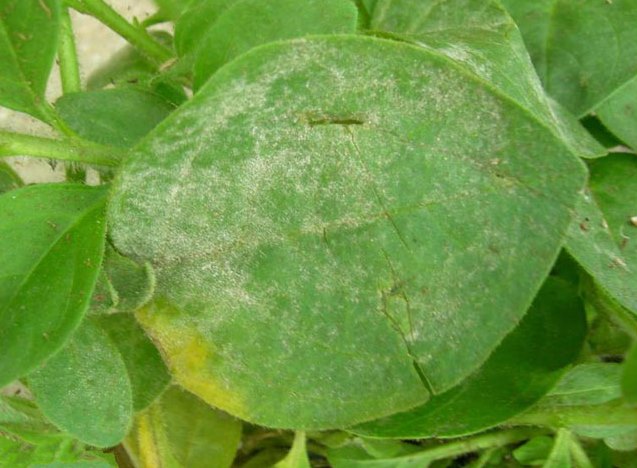 How to deal with powdery mildew on petunias: how to process, photo