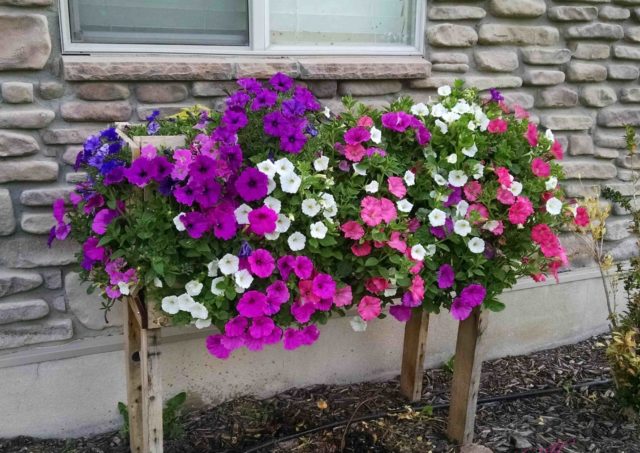 How to deal with powdery mildew on petunias: how to process, photo