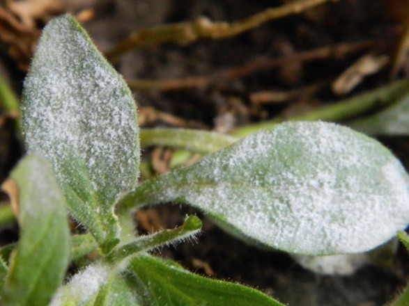 How to deal with powdery mildew on petunias: how to process, photo