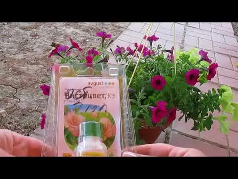 How to deal with powdery mildew on petunias: how to process, photo