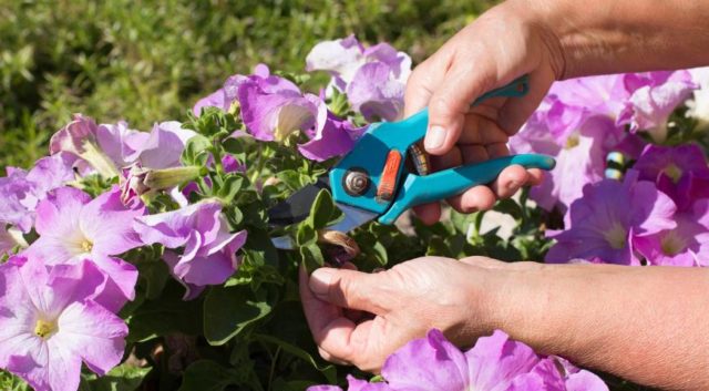 How to deal with powdery mildew on petunias: how to process, photo