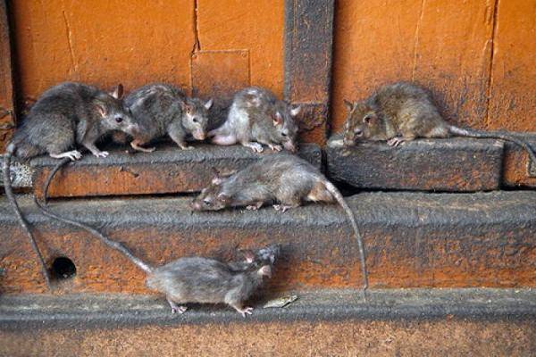 How to deal with rats in a private house 