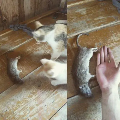 How to deal with rats in a private house 