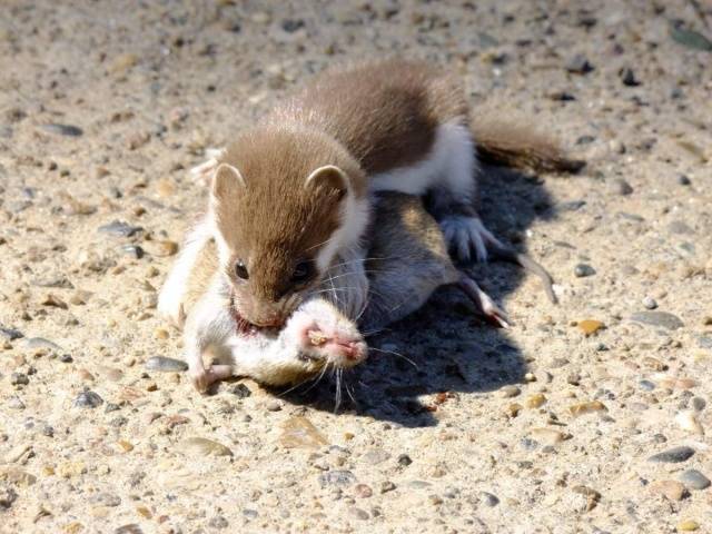 How to deal with rats in a private house 