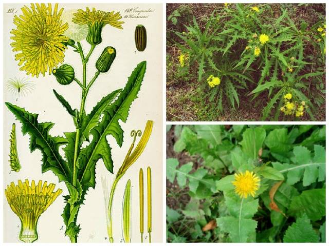 How to deal with thistle in the garden