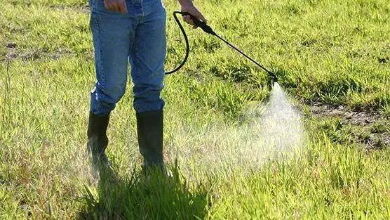 How to deal with thistle in the garden