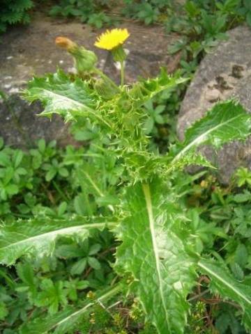 How to deal with thistle in the garden