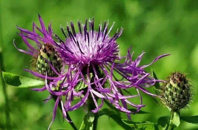 How to deal with thistle in the garden