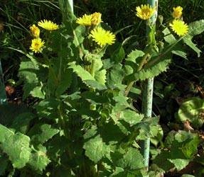 How to deal with thistle in the garden