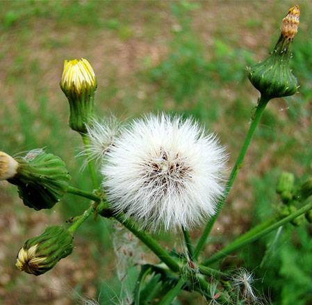 How to deal with thistle in the garden