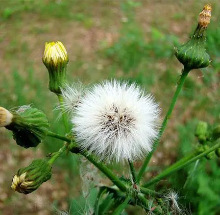 How to deal with thistle in the garden