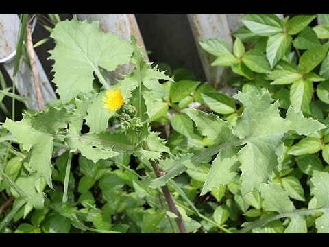 How to deal with thistle in the garden