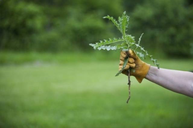 How to deal with thistle in the garden