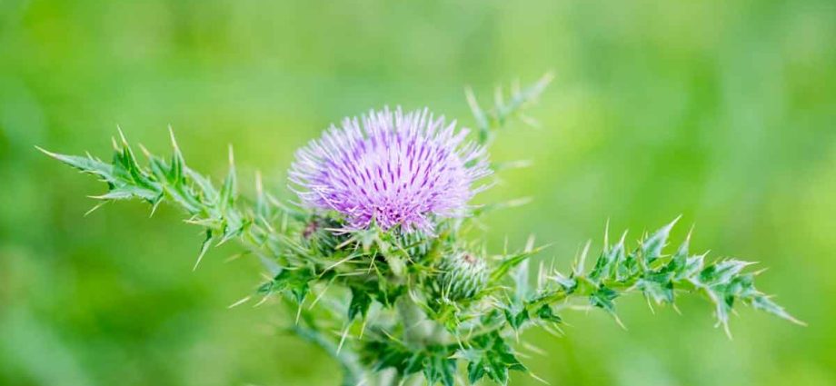 How to deal with thistle in the garden