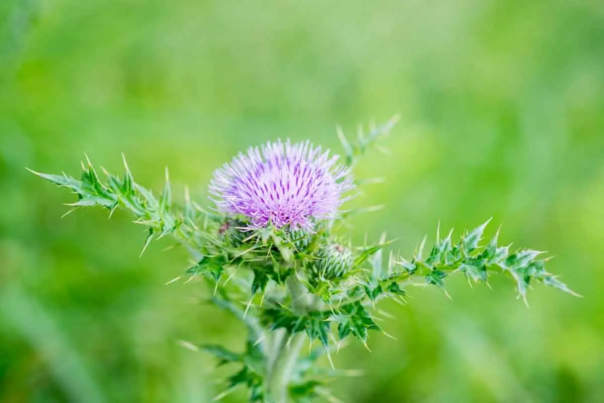 How to deal with thistle in the garden