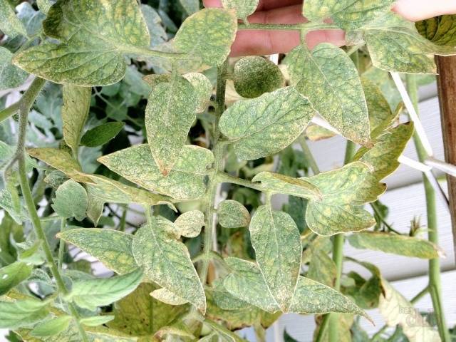 How to deal with whiteflies on tomato seedlings