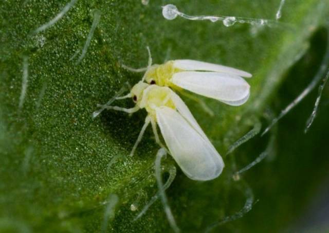 How to deal with whiteflies on tomato seedlings