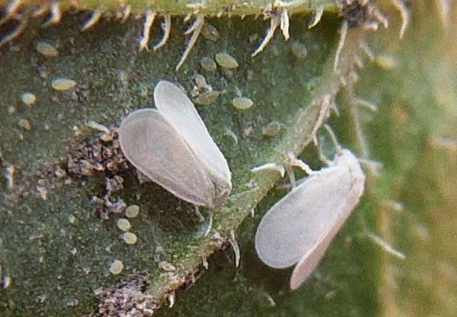 How to deal with whiteflies on tomato seedlings