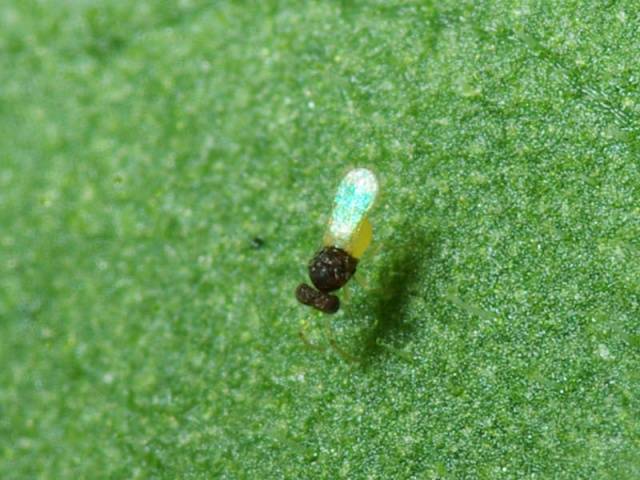 How to deal with whiteflies on tomato seedlings