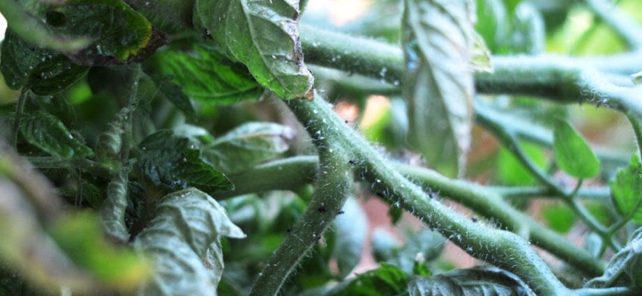 How to deal with whiteflies on tomato seedlings