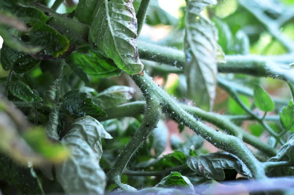 How to deal with whiteflies on tomato seedlings